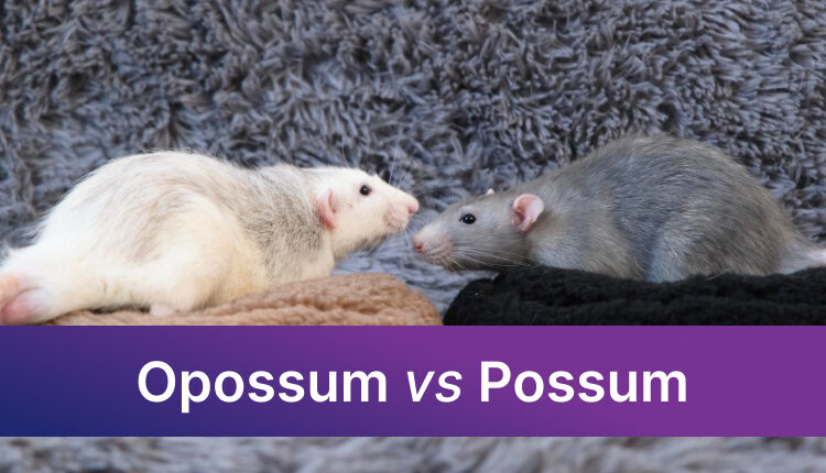 Opossum vs Possum